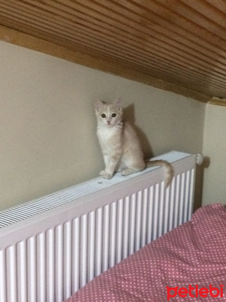 Sarman, Kedi  sisi fotoğrafı