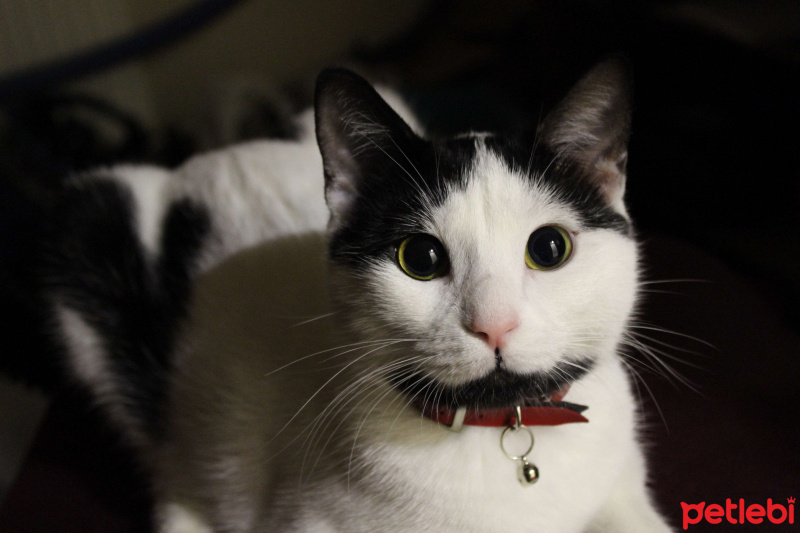Tuxedo (Smokin) Kedi, Kedi  Milos fotoğrafı
