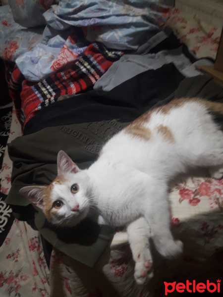Sarman, Kedi  Boncuk fotoğrafı