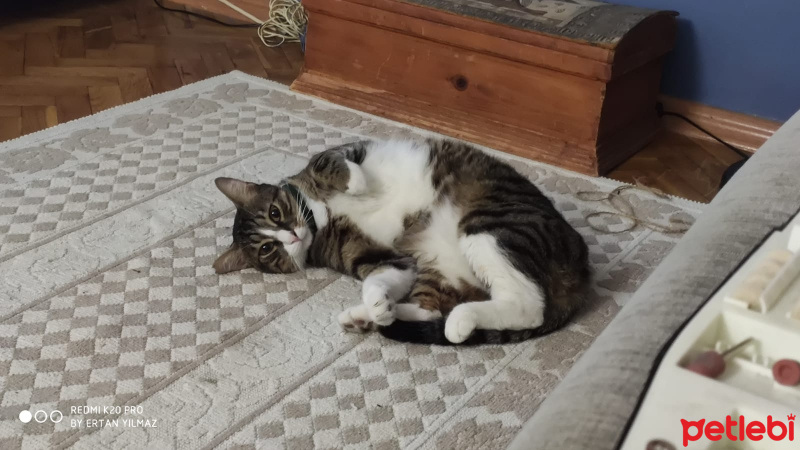 Tekir Kedi, Kedi  Şans fotoğrafı