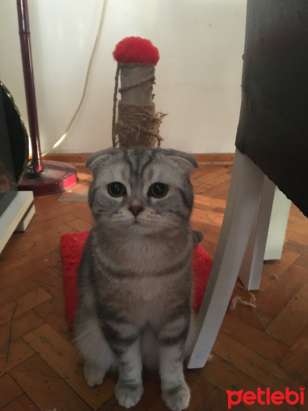 British Shorthair, Kedi  Whiskas fotoğrafı