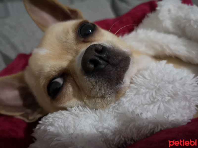 Chihuahua, Köpek  Paul fotoğrafı