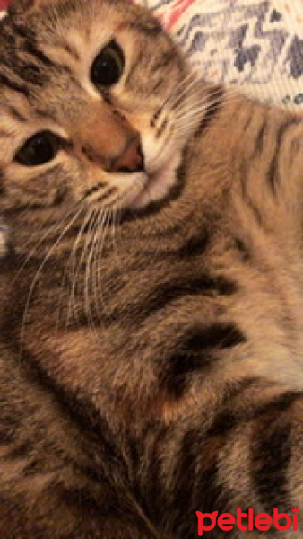 Tekir Kedi, Kedi  Tosbiş fotoğrafı