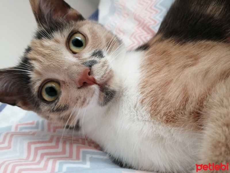 Tekir Kedi, Kedi  Lili fotoğrafı