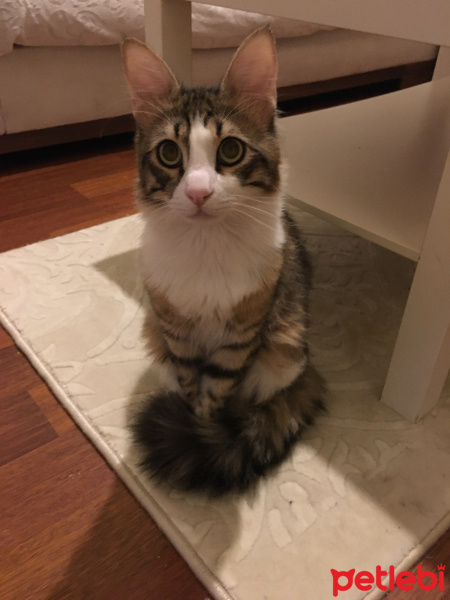Tekir Kedi, Kedi  Fındık fotoğrafı