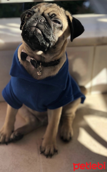 Pug, Köpek  Melo fotoğrafı