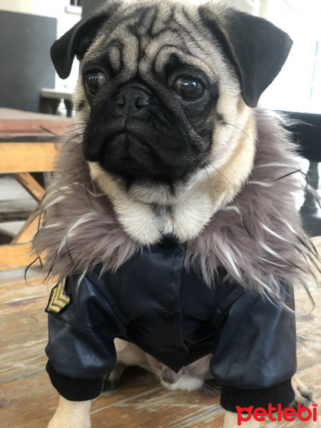 Pug, Köpek  Melo fotoğrafı