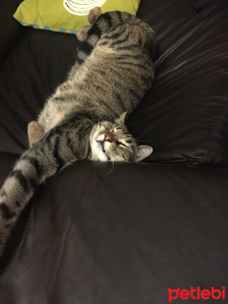 Tekir Kedi, Kedi  Rafa fotoğrafı