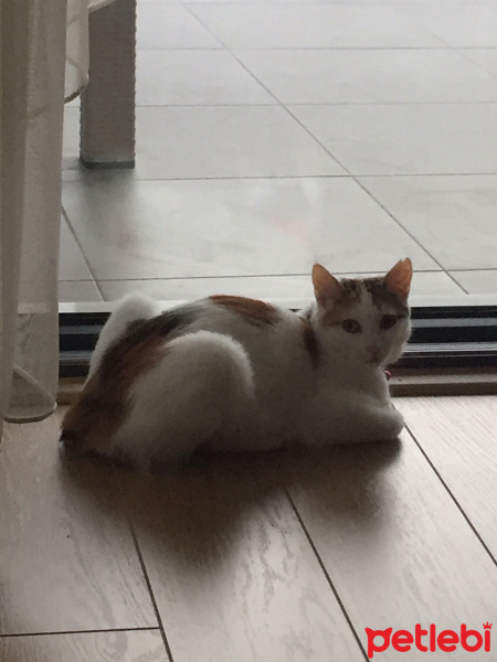 Tekir Kedi, Kedi  Sütlaç fotoğrafı