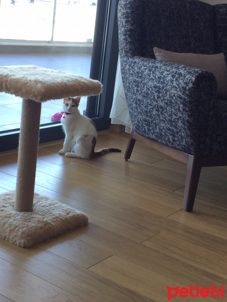 Tekir Kedi, Kedi  Sütlaç fotoğrafı