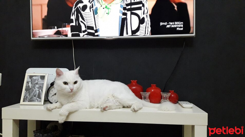 Ankara Kedisi, Kedi  Karmen fotoğrafı
