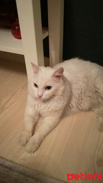 Ankara Kedisi, Kedi  Karmen fotoğrafı
