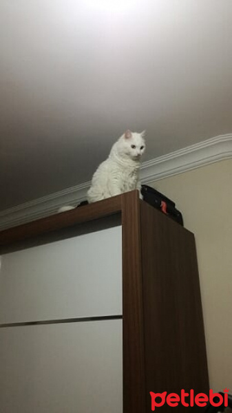 Ankara Kedisi, Kedi  Karmen fotoğrafı