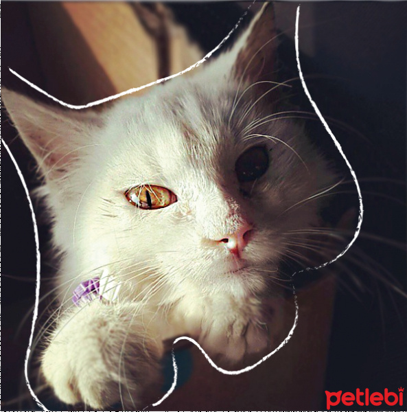 Ankara Kedisi, Kedi  Karmen fotoğrafı