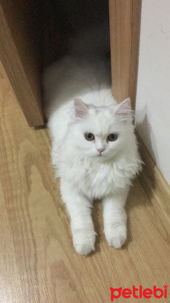 Chinchilla, Kedi  Ivy fotoğrafı