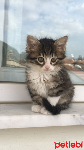 Ankara Kedisi, Kedi  rıfkı fotoğrafı