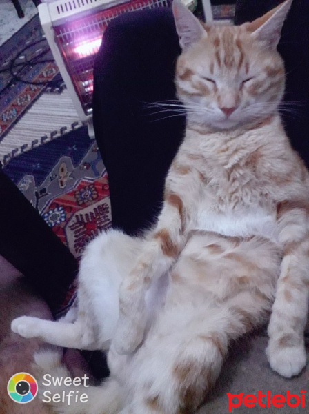 Sarman, Kedi  Yakışıklı fotoğrafı