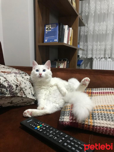 Van Kedisi, Kedi  Ceviz fotoğrafı