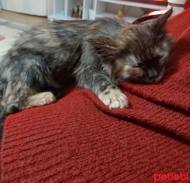 Norwegian Forest, Kedi  Tata fotoğrafı