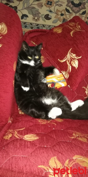 Somali, Kedi  Zeytin fotoğrafı