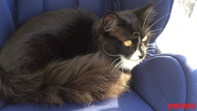 Somali, Kedi  Zeytin fotoğrafı