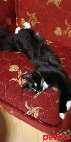 Somali, Kedi  Zeytin fotoğrafı