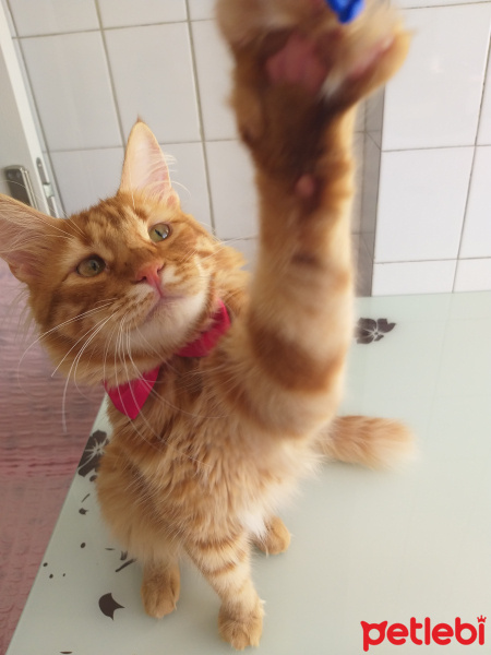 Norwegian Forest, Kedi  Leo fotoğrafı