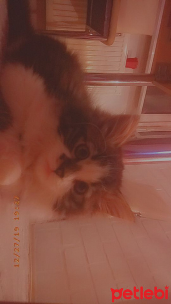 Norwegian Forest, Kedi  Luna fotoğrafı