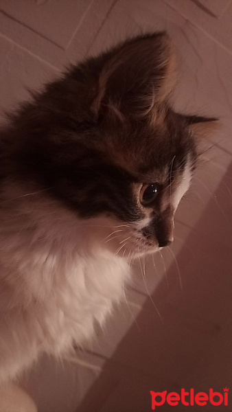 Norwegian Forest, Kedi  Luna fotoğrafı