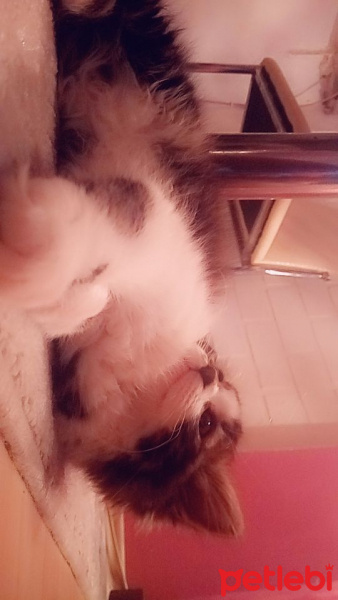 Norwegian Forest, Kedi  Luna fotoğrafı