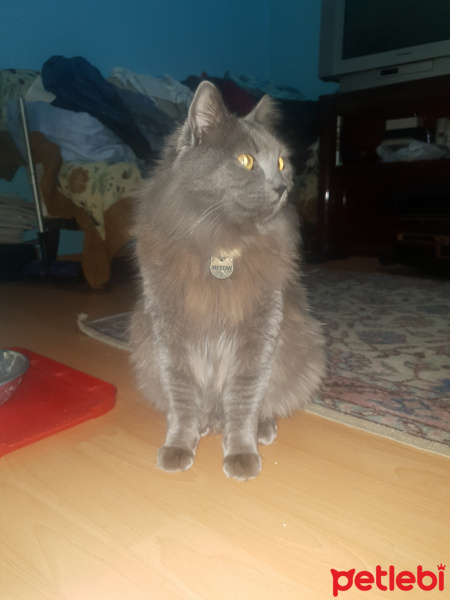 Nebelung, Kedi  Mestan fotoğrafı