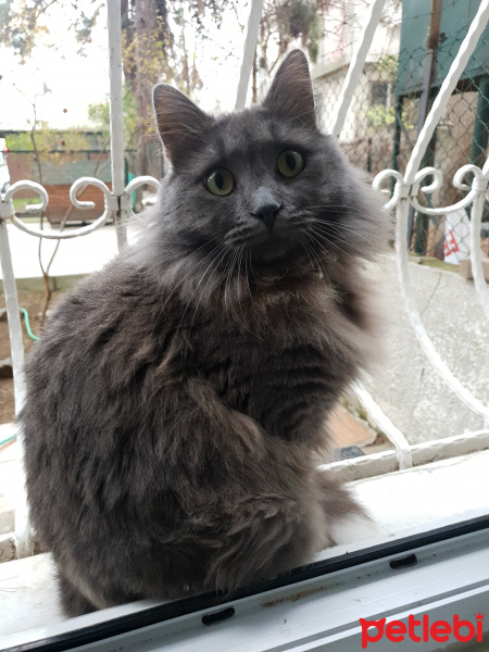 Nebelung, Kedi  Mestan fotoğrafı
