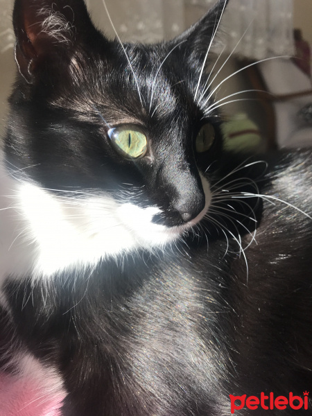 Tuxedo (Smokin) Kedi, Kedi  Shuri fotoğrafı