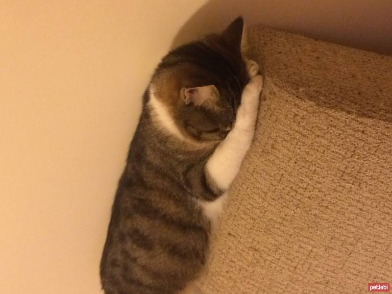 Soke, Kedi  Susam fotoğrafı