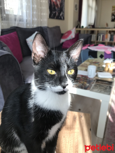 Tuxedo (Smokin) Kedi, Kedi  Mimi fotoğrafı