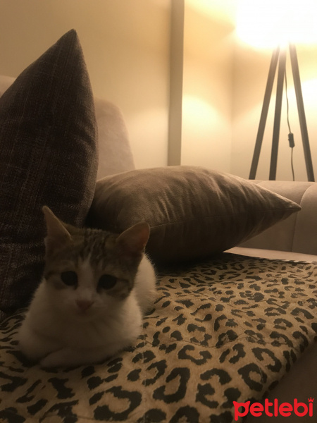 Tekir Kedi, Kedi  Çarlime Yuva arıyorum fotoğrafı