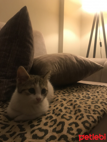 Tekir Kedi, Kedi  Çarlime Yuva arıyorum fotoğrafı