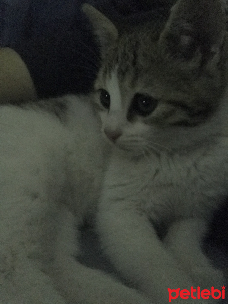 Tekir Kedi, Kedi  Çarlime Yuva arıyorum fotoğrafı