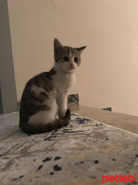 Tekir Kedi, Kedi  Çarlime Yuva arıyorum fotoğrafı