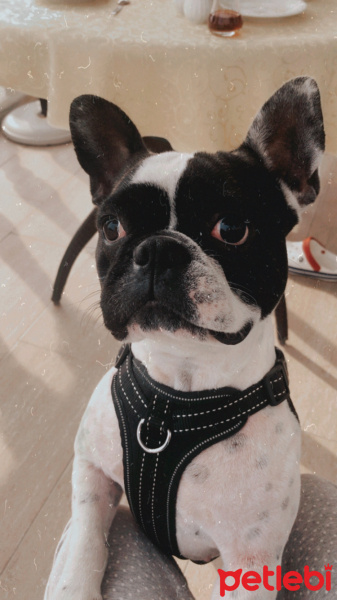 Fransız Bulldog, Köpek  Oscar fotoğrafı