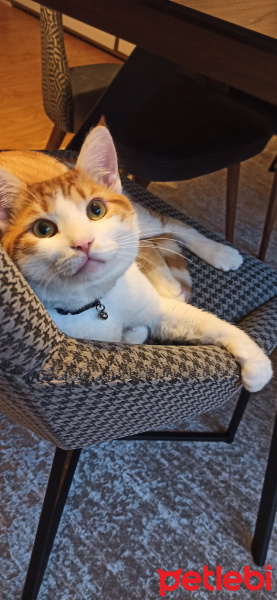 Sarman, Kedi  Osman fotoğrafı