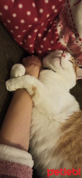 Sarman, Kedi  Osman fotoğrafı
