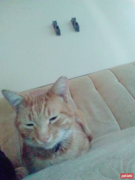 Tekir Kedi, Kedi  Şazi fotoğrafı