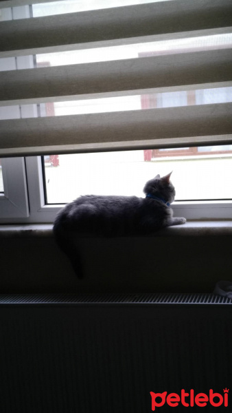 British Shorthair, Kedi  müezza fotoğrafı