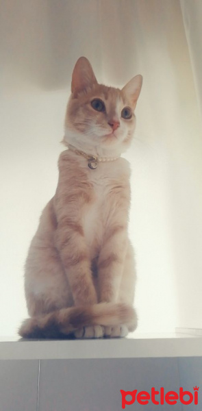 Tekir Kedi, Kedi  Fadik fotoğrafı