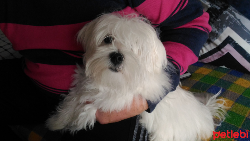 Maltese, Köpek  Gece fotoğrafı