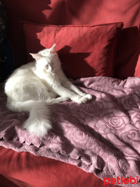 Van Kedisi, Kedi  Pamuk fotoğrafı