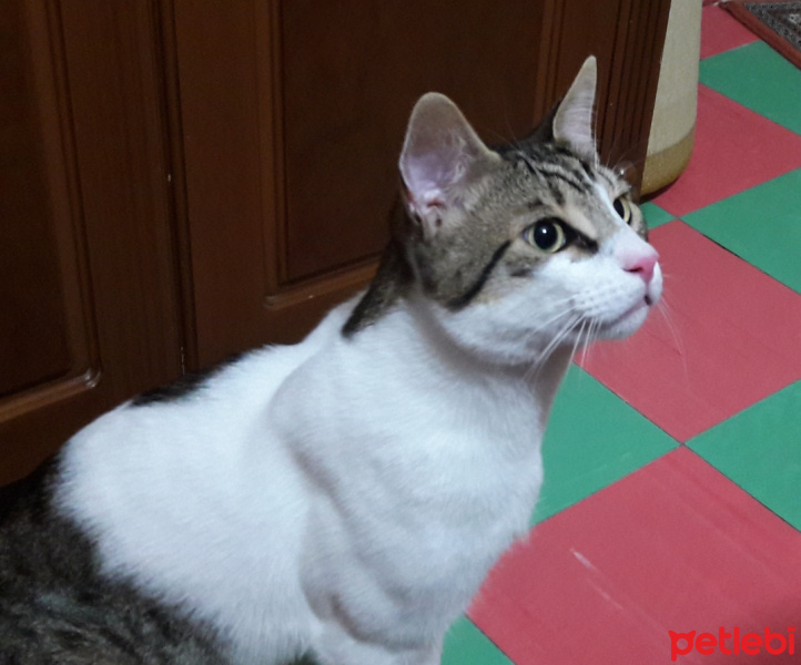 Tekir Kedi, Kedi  Luxor fotoğrafı