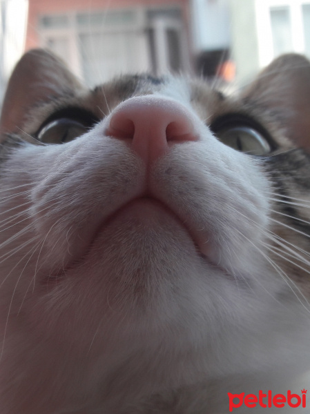 Tekir Kedi, Kedi  Luxor fotoğrafı