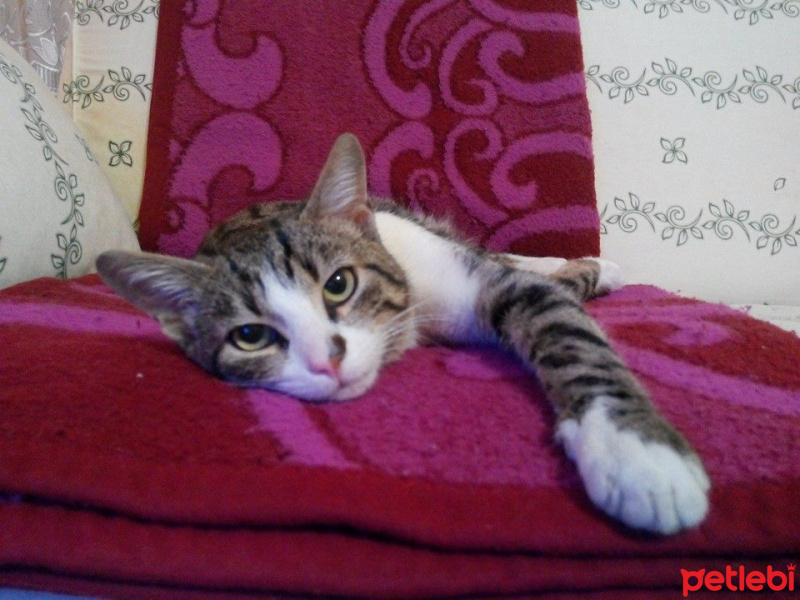 Tekir Kedi, Kedi  Uras fotoğrafı